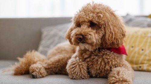 Caniche enano