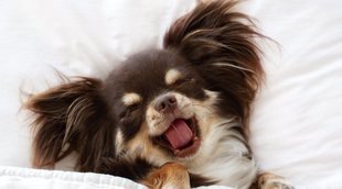 ¿Los perros sueñan con sus dueños?