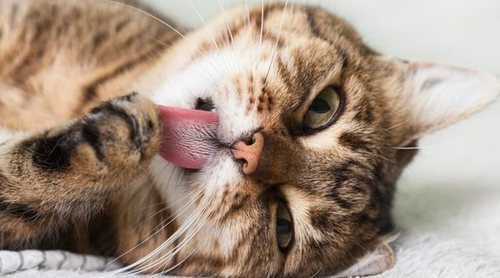 Cómo detectar un golpe de calor en gatos