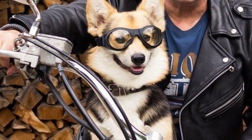 perros moto