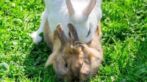 Cómo se aparean los conejos