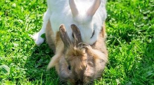 Cómo se aparean los conejos
