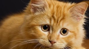 ¿Hasta qué edad crecen los gatos?
