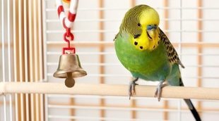 Cómo debe ser la jaula de un loro y cuál es la mejor localización