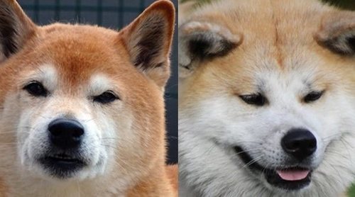 Shiba Akita