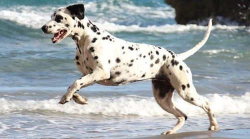 Playas caninas