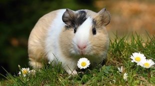 Cómo proteger a tu cobaya del calor: trucos y consejos