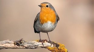 El lenguaje corporal de las aves: conoce lo que dice tu mascota