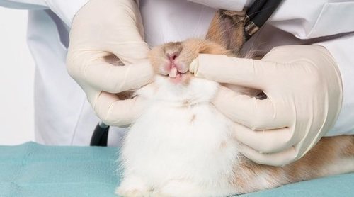 Sobrecrecimiento dental en conejos: cómo solucionarlo