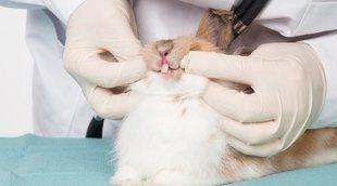 Sobrecrecimiento dental en conejos: cómo solucionarlo