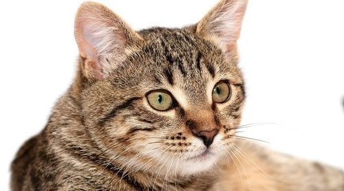 Tipos de parásitos comunes en gatos