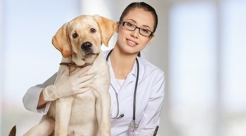 Cuándo llevar a tu cachorro al veterinario por primera vez