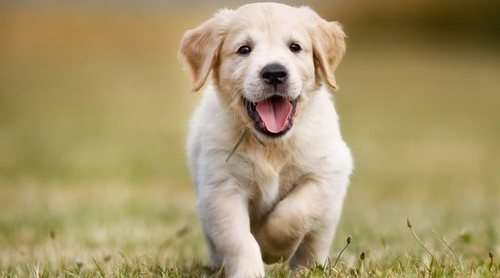 Tipos de parásitos más comunes en perros
