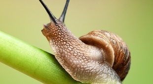 Tener caracoles como mascota: aspectos a tener en cuenta