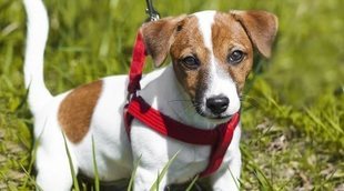 Tipos de arneses y collares para perros