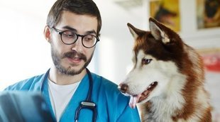 Cómo tratar la sarna en los perros