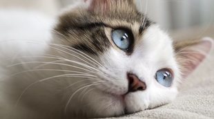 La gastroenteritis en gatos: todo lo que necesitas saber