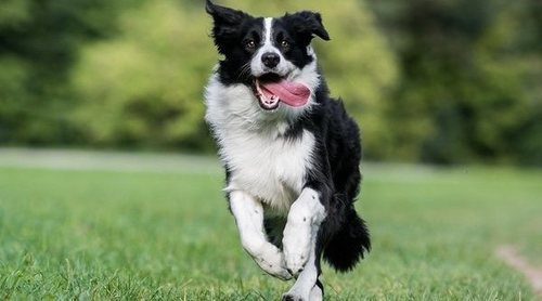 Variedades de Collie