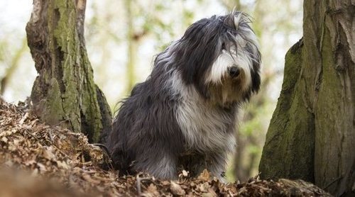 Collie barbudo