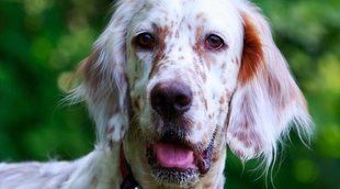 Tipos de Setter: descubre todo sobre esta raza