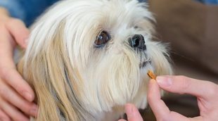 Condroprotectores para perros: qué son y para qué sirven