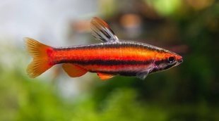 Pez lápiz rojo: conoce todo sobre este tipo
