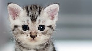 Pene de gato: una parte muy peculiar