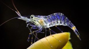 Gambas de acuario: todo lo que necesitas saber