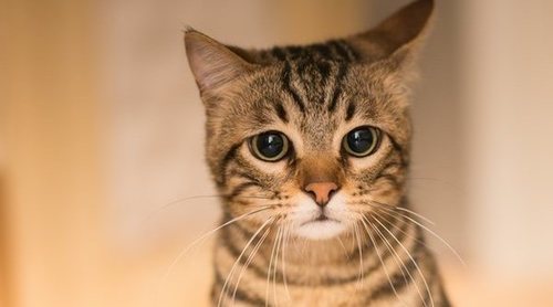 Bolas de pelo en gatos: ponle solución