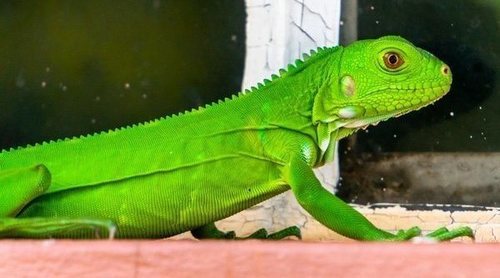 Iguanas bebé: la alimentación correcta