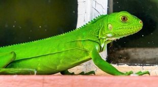 Iguanas bebé: la alimentación correcta