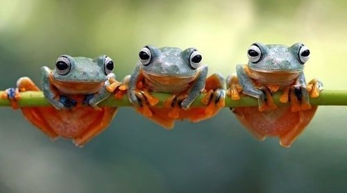 Qué comen las ranas