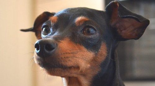 Raza de perro miniatura