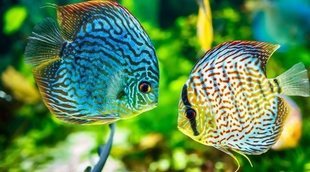 Hongos en peces: tipos y soluciones