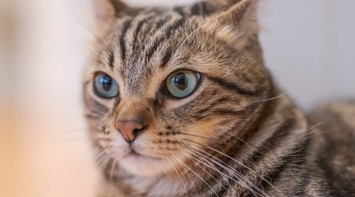 Hongos en gatos