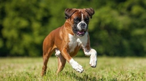 Cómo entrenar a un Bóxer