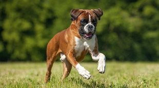 Cómo entrenar a un Bóxer