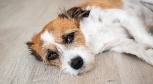 Síntomas de envenenamiento en perros: primeros auxilios
