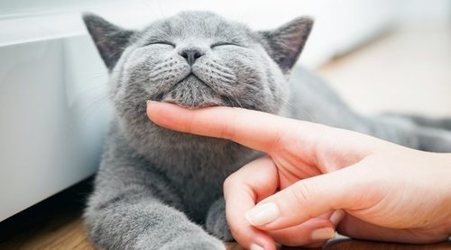 Envenenamiento gatos