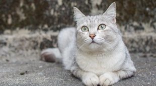 Razas de gato: Burmilla