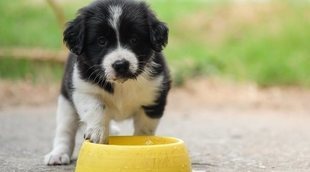 Cuánta agua debe tomar un perro al día