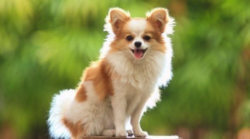 Perro mini
