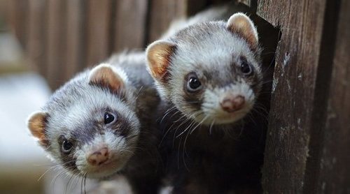 Esterilización o castración de hurones: todo lo que debes saber