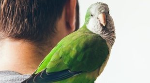 Juguetes para loros: haz que tu mascota disfrute