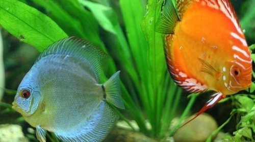 Cómo duermen los peces