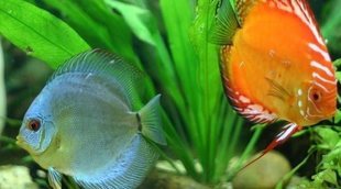 Cómo duermen los peces