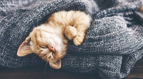 Alimentación gatos diabéticos