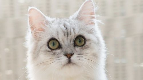 Gatos pelo largo