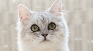 Razas de gato con el pelo largo