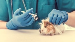 Enfermedades más comunes de las cobayas